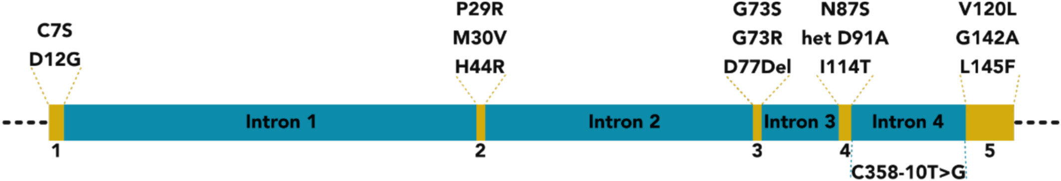 Prevalence of SOD1 and C9orf72 Variants Among French ALS Population: The GENIALS Study