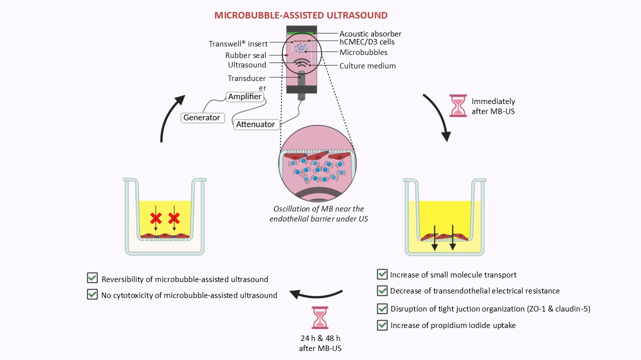 Graphical abstract