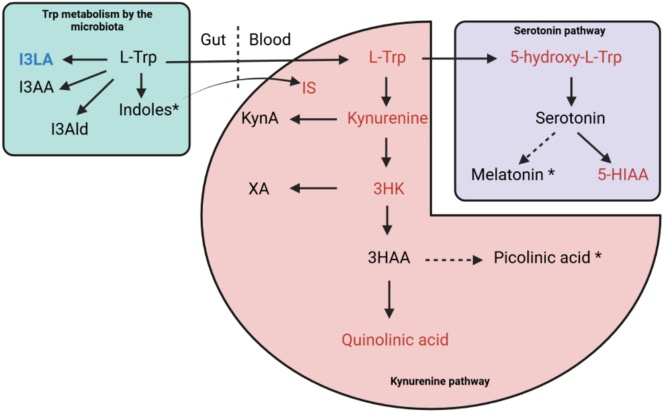 Multimodal Metabolomic Analysis Reveals Novel Metabolic Disturbances in Adults With Early Treated Phenylketonuria
